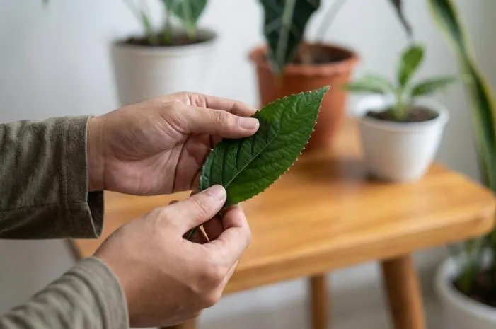 Gampang Kenali Ciri Ciri Daun Keji Beling