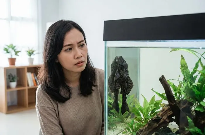 Ikan Sapu Jagat: Pembersih Akuarium atau Musuh Sungai?