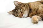 Pantangan Makanan untuk Kucing yang Sakit Ginjal