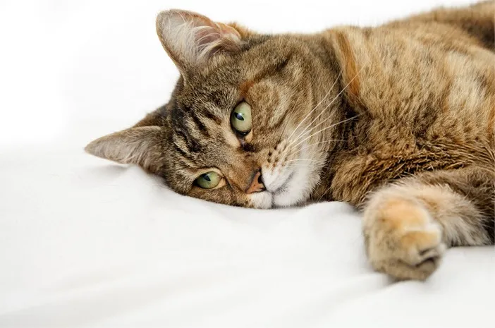 Pantangan Makanan untuk Kucing yang Sakit Ginjal