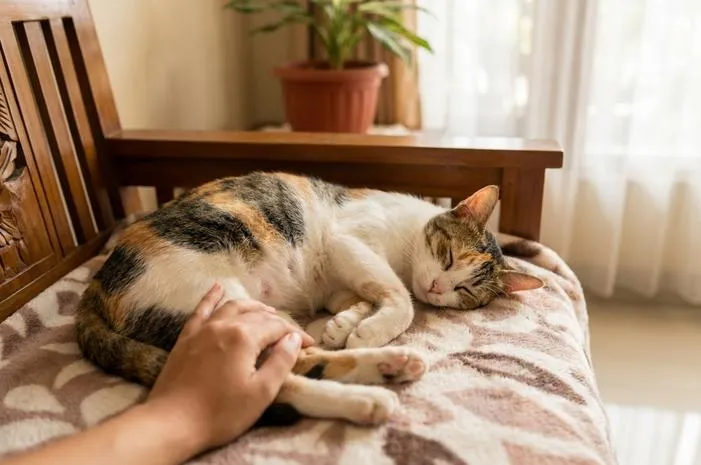 Posisi Tidur Kucing Hamil: Nyaman Telentang atau Miring