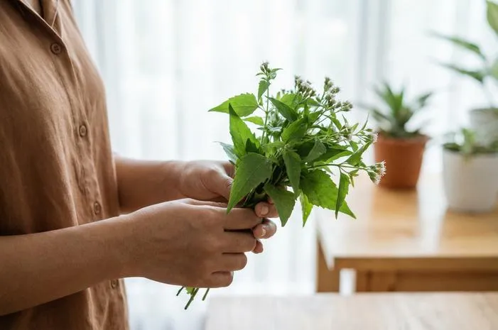 Manfaat Balakacida: Herbal Alami Atasi Banyak Masalah