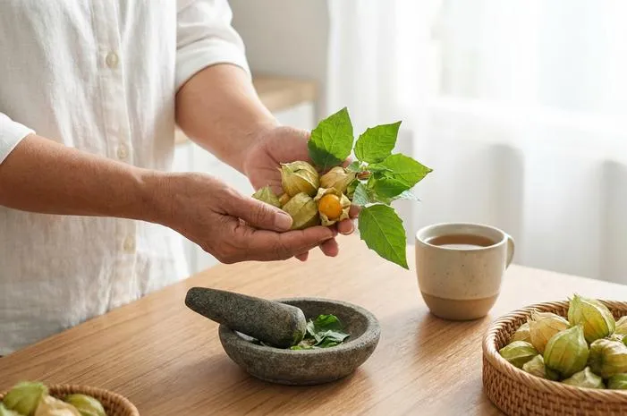 Daun Ciplukan Obat Apa? Redakan Asma, Diabetes, Nyeri