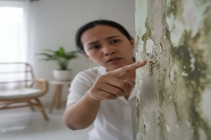 Hewan Kecil di Tembok Lembab? Ini Cara Ampuh Mengusirnya