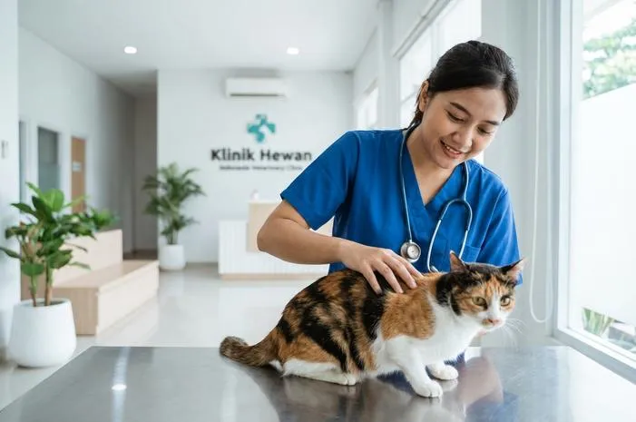 Calico Jantan: Kucing Istimewa yang Jarang Kamu Lihat
