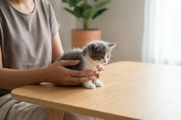 Kucing Usia 1 Bulan: Cara Merawat agar Tumbuh Sehat Lincah