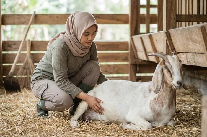 Ciri Ciri Kambing Mau Melahirkan: Jangan Panik, Ini Tanda