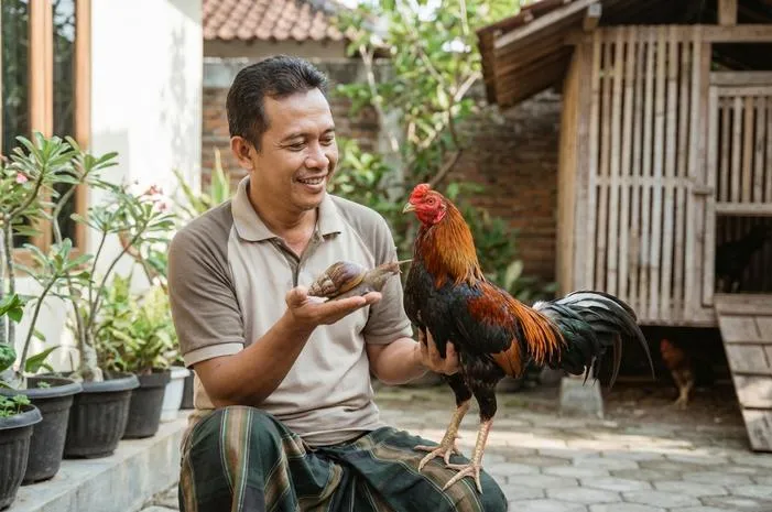 Manfaat Bekicot untuk Ayam Aduan: Jadi Jawara Bertarung