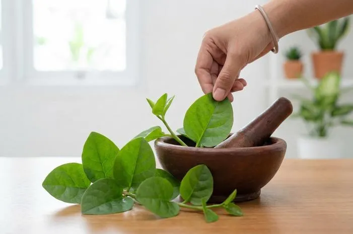 Obat Binahong Cina Herbal Alami: Ampuh Atasi Luka Cepat