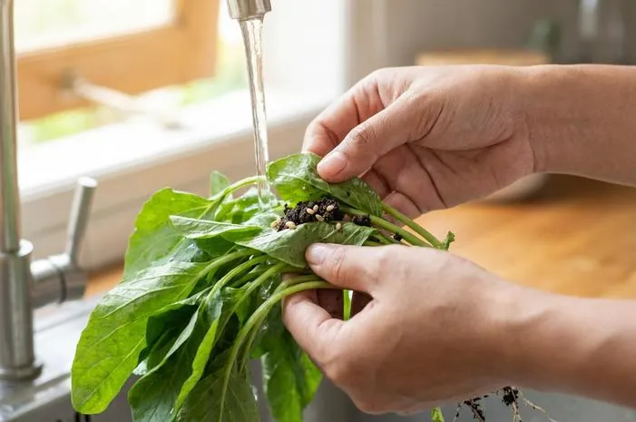 Telur Cacing Tanah: Kokon Mungil Sumber Anak Cepat