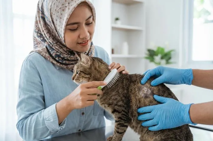 Kulit Kucing Mengelupas? Jangan Panik, Ini Solusinya!