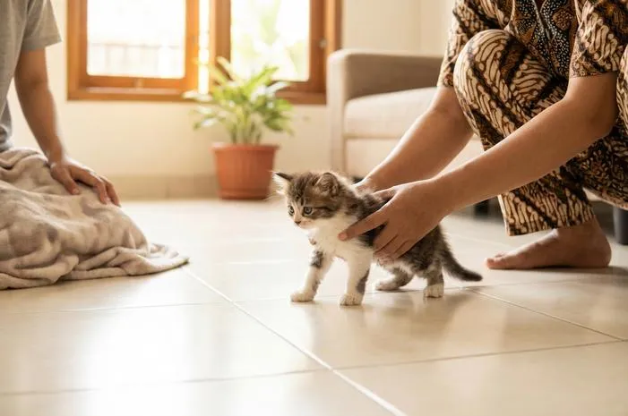 Kapan Anak Kucing Bisa Jalan? Yuk, Cari Tahu Waktunya!