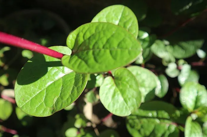 Daun Binahong untuk Obat Apa? Atasi Luka dan Gangguan Lambung