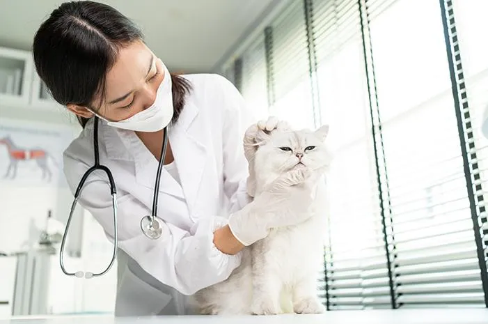 Tetes Mata Kucing: Atasi Belekan dan Mata Berairnya Yuk!