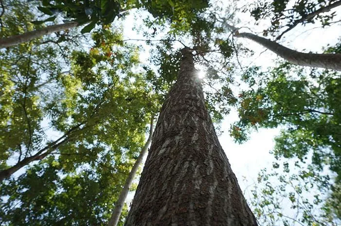 Mengenal Keanekaragaman Hayati Tingkat Jenis di Sekitar Kita