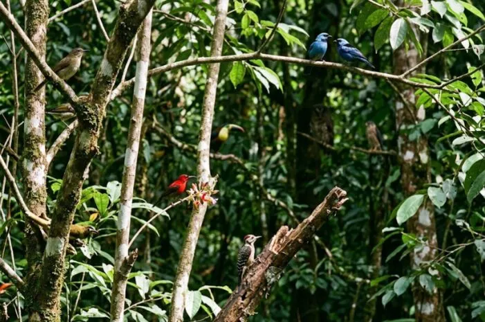 Mengenal Keunikan Kakatua Raja Si Burung Hitam yang Eksotis