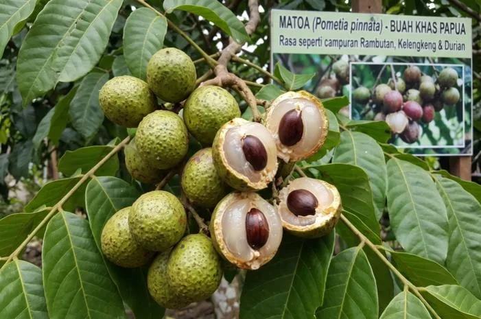Matoa buah apa dan bagaimana rasa uniknya yang menyegarkan