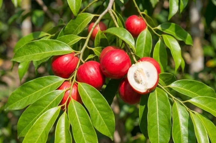 Manfaat Luar Biasa Buah Dewa untuk Kesehatan Tubuh Kita