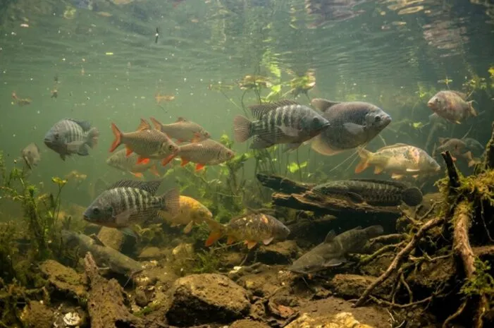 Kisah Legenda Asal Usul Cerita Danau Toba Singkat Menarik