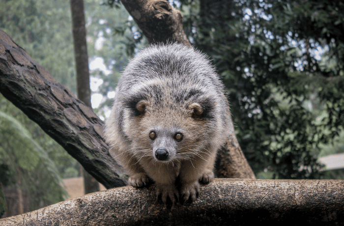 Fakta Unik Hewan Musang yang Jarang Diketahui Orang Banyak
